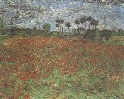 Vincent Van Gogh Field with Poppies (nn04) painting